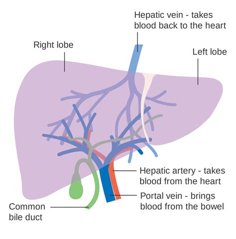 15 6 Accessory Organs Of Digestion Human Biology