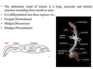 digestive system pptx