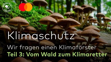 Klimaschutz Vom Wald Zum Klimaretter Wir Fragen Einen Klimaf Rster