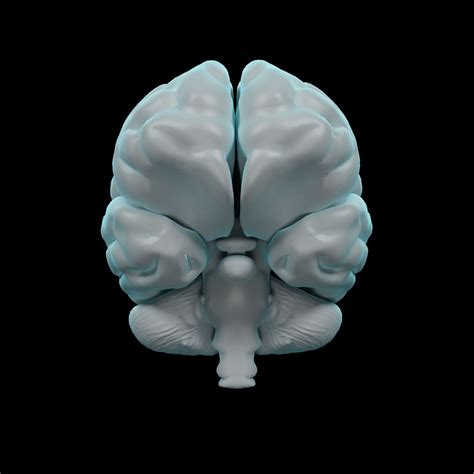 Human Brain - Anatomy 3D Model $29 - .max .wrl .obj .fbx .dxf .dwg ...