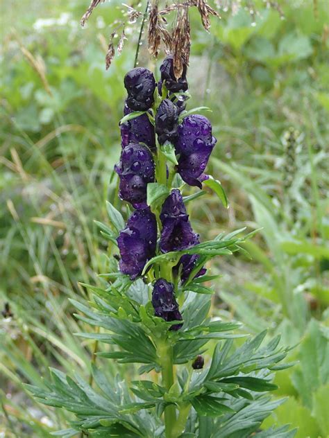 Tauern Eisenhut Aconitum Tauricum Obersulzbachtal Flickr