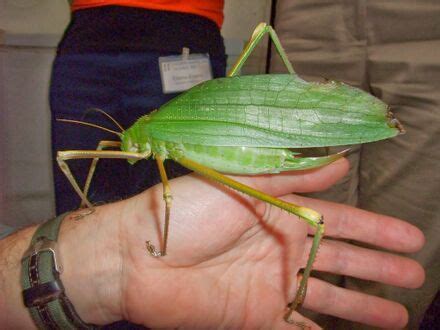 Tettigoniidae Desciclopédia