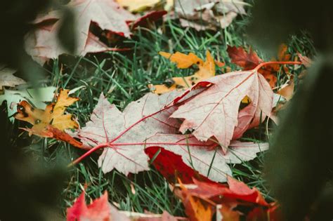 Votre Jardin Est Envahi De Feuilles Mortes Voici Comment Les Ramasser