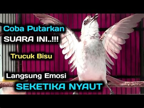 Trucukan Gacor Garuda Tarung Pancingan Jitu Jadikan Burung Trucuk Gacor