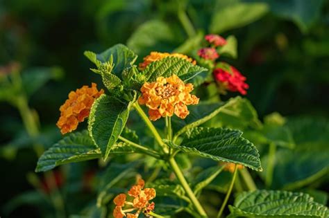 Premium Photo Orange Flower Of Common Lantana