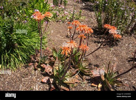 South African Soap Aloe Aloe Saponaria Botanical Garden San