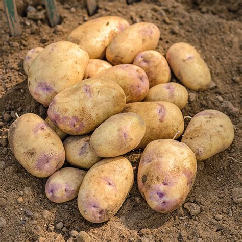 Potato Second Early Kestrel From Mr Fothergills Seeds And Plants