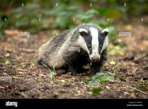 Badger Native Wild European Badger In Natural Woodland Habitat And