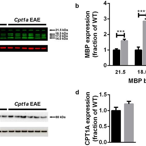 Semiquantitative Immunoblotting Of MBP And CPT1A Protein Expression