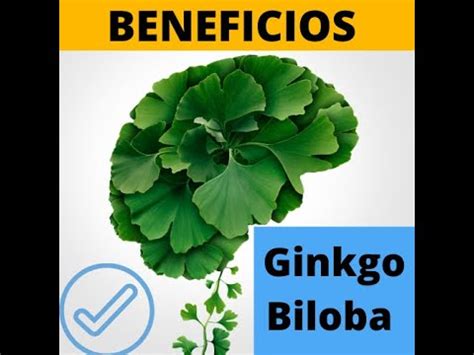 Para Que Sirve El Ginkgo Biloba Propiedades Y Beneficios Del Ginkgo