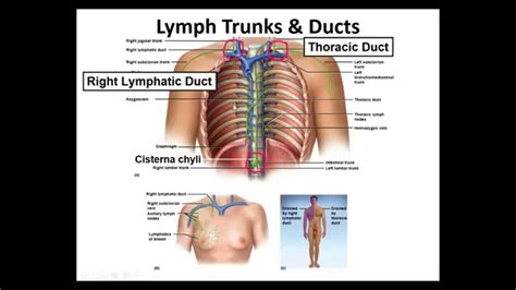 Anatomy And Physiology Intro To Lymphatic System Youtube