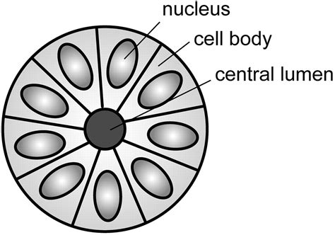 Neuropathology For The Neuroradiologist Rosettes And Pseudorosettes American Journal Of