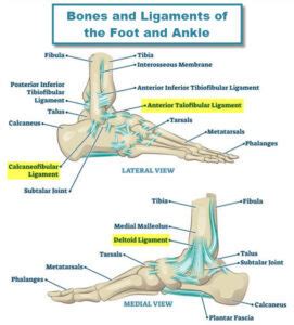 Ankle Bone On Side Of Foot Shop | emergencydentistry.com