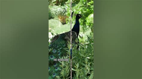 Interesting Facts About Peacock That You Need To Know Pecock Peacocks