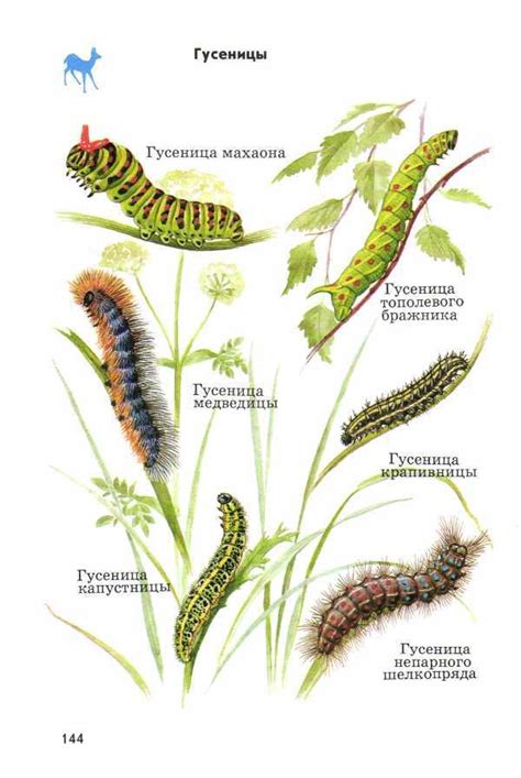 Атлас определитель животных "От земли до неба" Плешаков. Насекомые ...