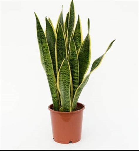 1262 Sansevieria Trifasciata Laurentii V 12 Piante Grasse Aloe E