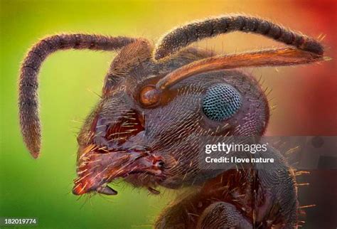 ant face stock  high res pictures  images getty images