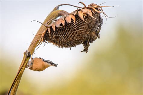 La Sitelle torchepot dans un champ de tournesols mûrs lanaturemoi