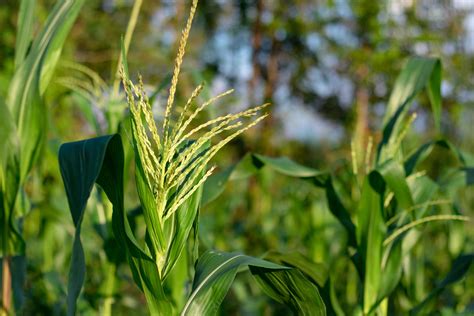 Corn flowers in a garden 2054631 Stock Photo at Vecteezy