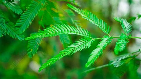 Fondo Plantas Verdes Planta Selva Protecci N Del Medio Ambiente Cerrar