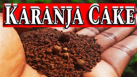 Powerful Organic Fertilizer The Secret Of Karanja Cake YouTube