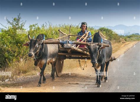 Buffalo Pulling Cart Hi Res Stock Photography And Images Alamy