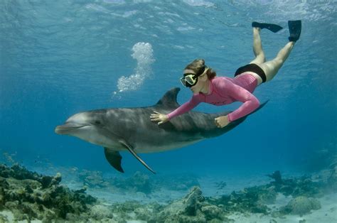 Dolphin Snorkeling In Curacao Book Online From 184