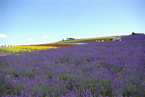 Lavender Season in Hokkaido 2019 | Visit Furano and Biei | Kyuhoshi