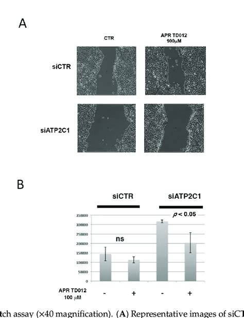 In Vitro Scratch Assay ×40 Magnification A Representative Images Download Scientific