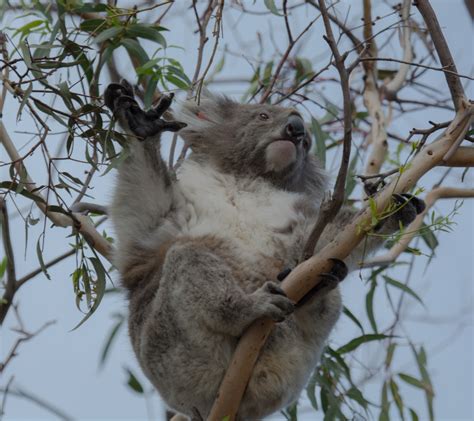 Raymond Island Koala Trail Embark On A Conservation Odyssey Koala