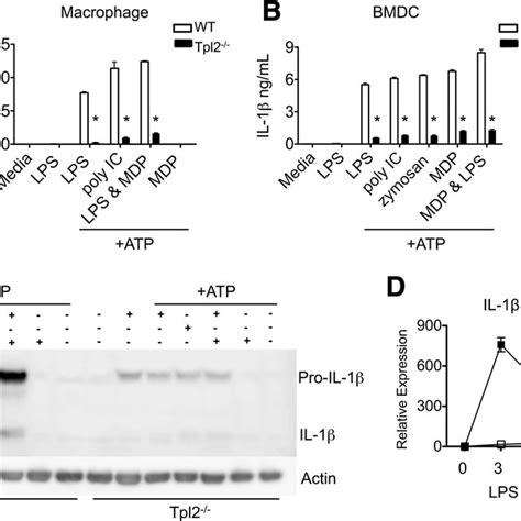 Tpl2 Controls The Mapk And Nf B Pathways In A Cell Type Specific And