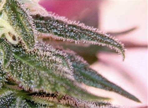 High CBD Strains 2013 – Choosing a High CBD Marijuana Strain | Cannabis Growing