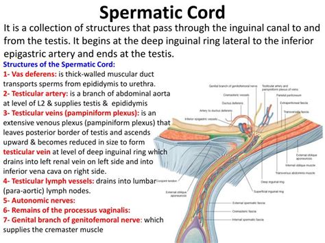 Spermatic Cord Anatomy Model