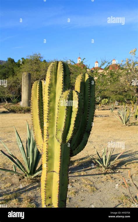 Mexican desert cactus hi-res stock photography and images - Alamy