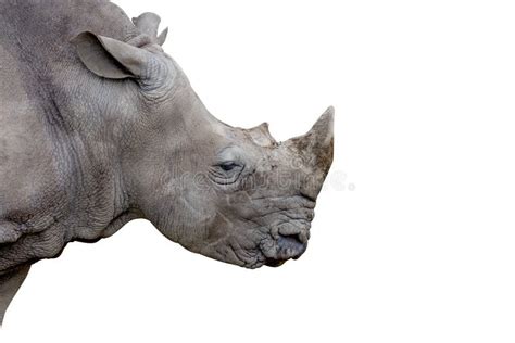 African White Rhino Side Profile Stock Photos Free Royalty Free