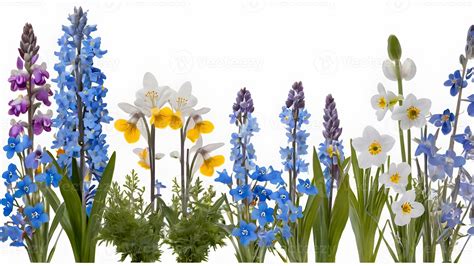 spring wildflower bouquet isolated  white  stock photo