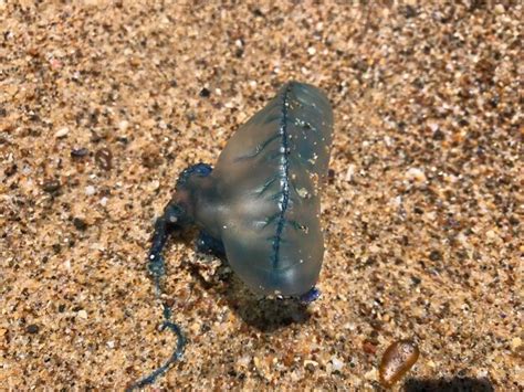 Premium Photo | High angle view of blue bottle jellyfish