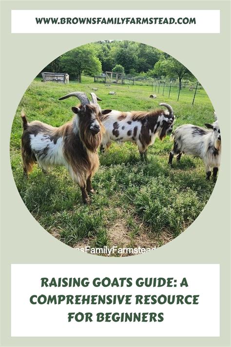 Raising Goats Guide A Comprehensive Resource For Beginners Artofit