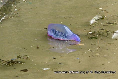 Photo of Physalia physalis - Portuguese man-of-war