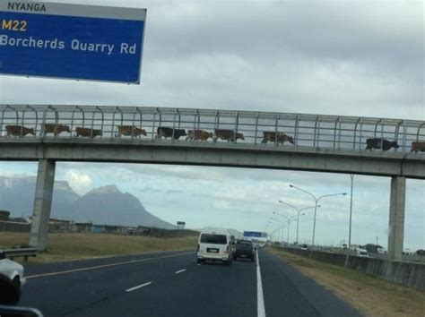 Cattle Crossing Overpass In Africa