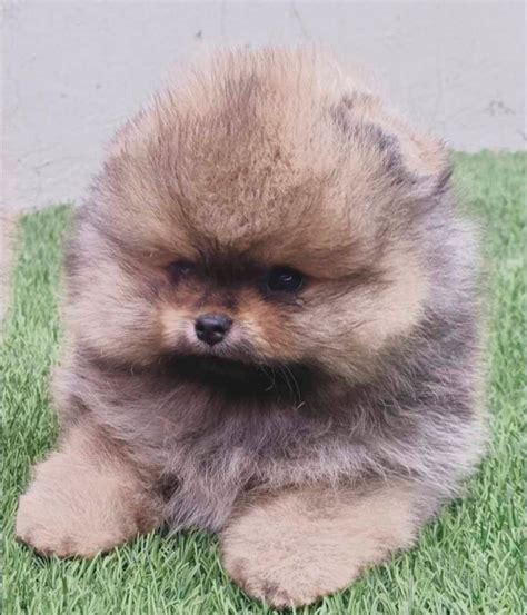 Cachorros Pomeranos En Venta Pomeranias Mx Mexico