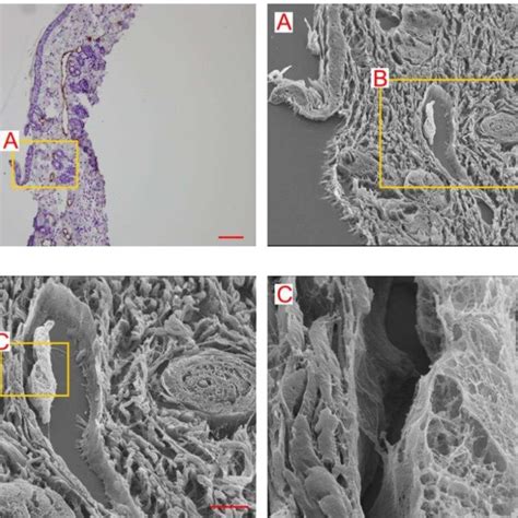 Three Dimensional Structure Of The Lymphatic Vessel On Day 5