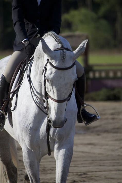 E Horses English Horseback Riding