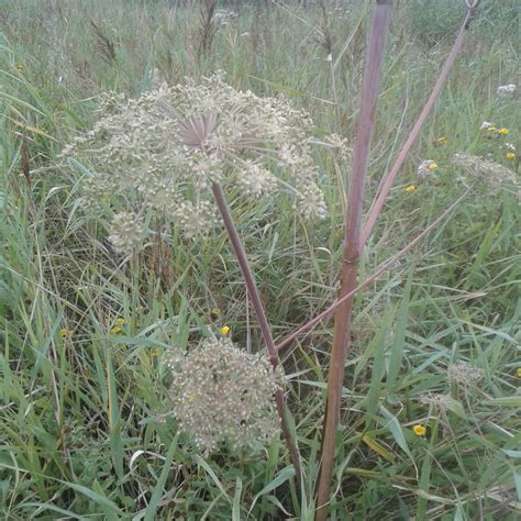 Photo Angélique des bois Angelica sylvestris Observations be