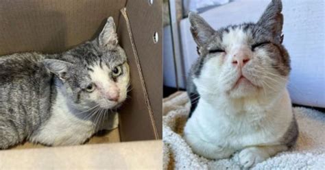 Feral Cat's Final Hour Turns into a Heartwarming Transformation