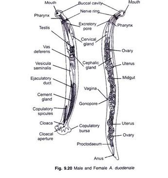 Ancylostoma Duodenale Morphology Labeled