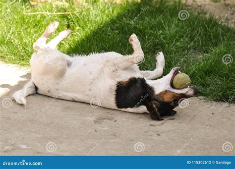 When A Dog Rolls On Its Back What Does That Mean