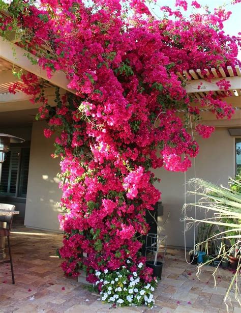 Bougainvillea Cultivars Plantinfo