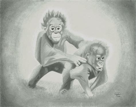 Orangutans Drawing by Matthew Moore