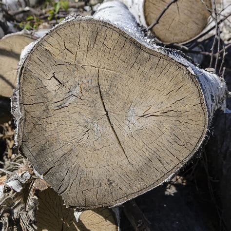 Round Section Of A Tree Trunk Stock Photo Image Of Material